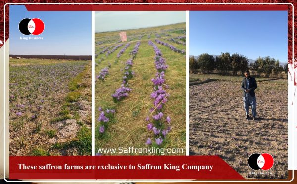 صادر کننده زعفران به بروکسل