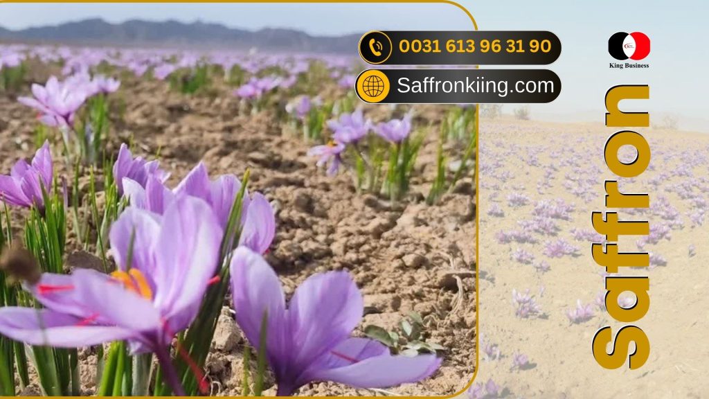قیمت خرید زعفران در کانادا